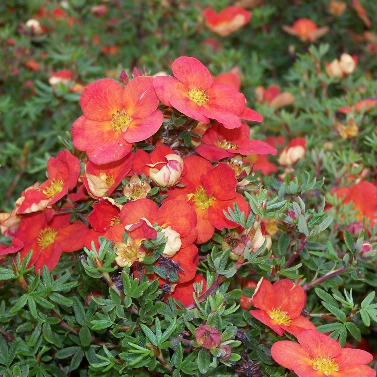 Obrázok Nátržník krovitý (Potentilla fruticosa) ´MARIAN RED ROBIN´® - výška 20-30 cm, kont. C2L